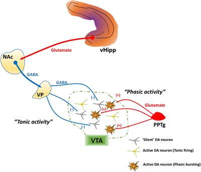 Frontiers | Dysregulation Of Midbrain Dopamine System And The ...